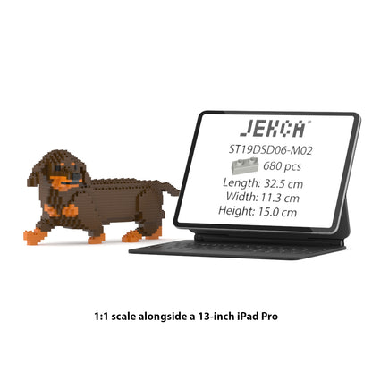 Dachshund 06-M02