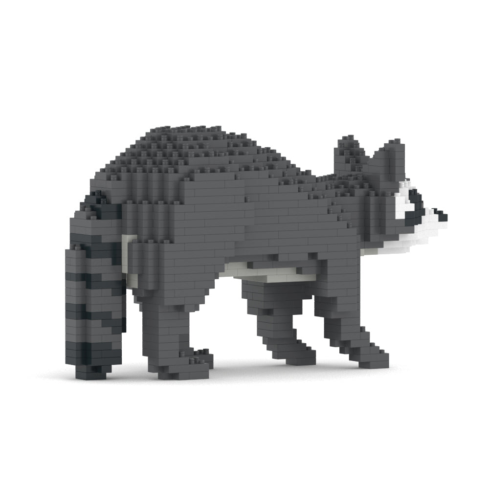 Raccoon 01