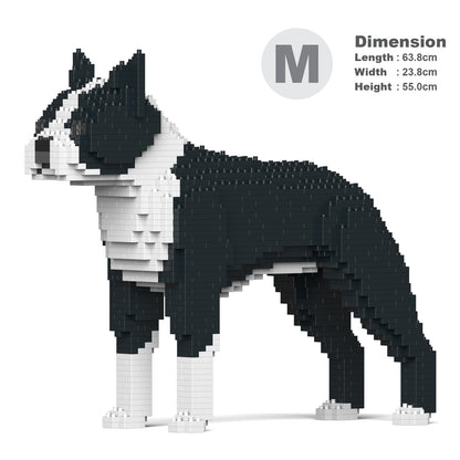 Boston Terrier 01-M01