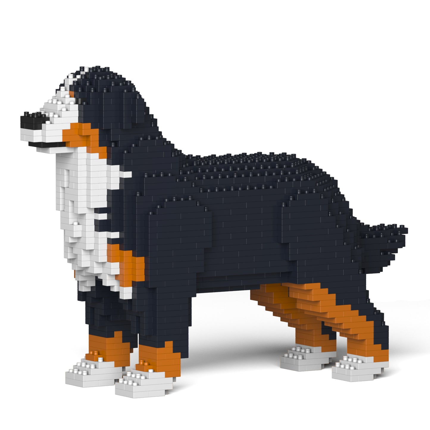 Bernese Mountain Dog 01