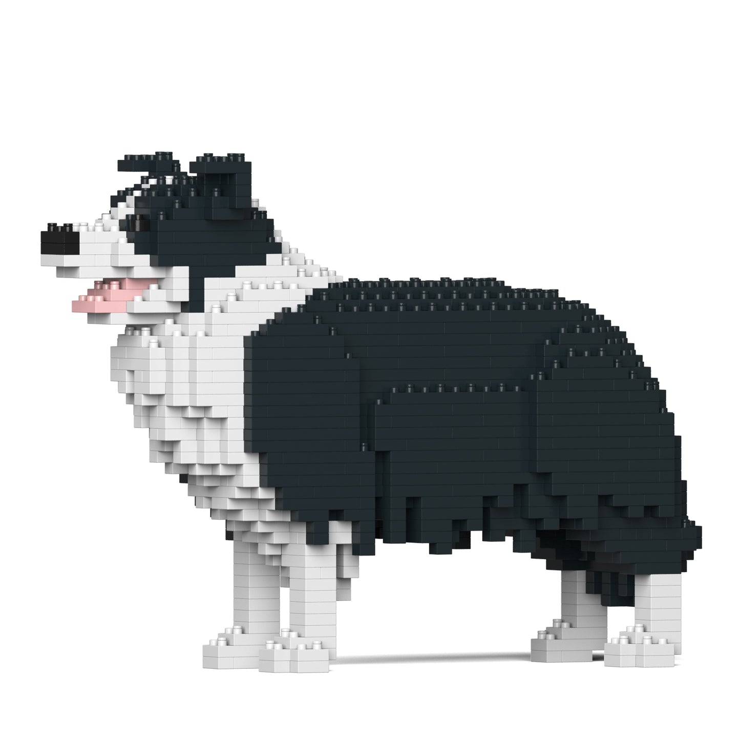 Border Collie 01-M01